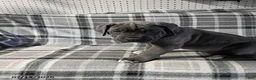Cane Corso dogs for sale: Baron - Ad 9