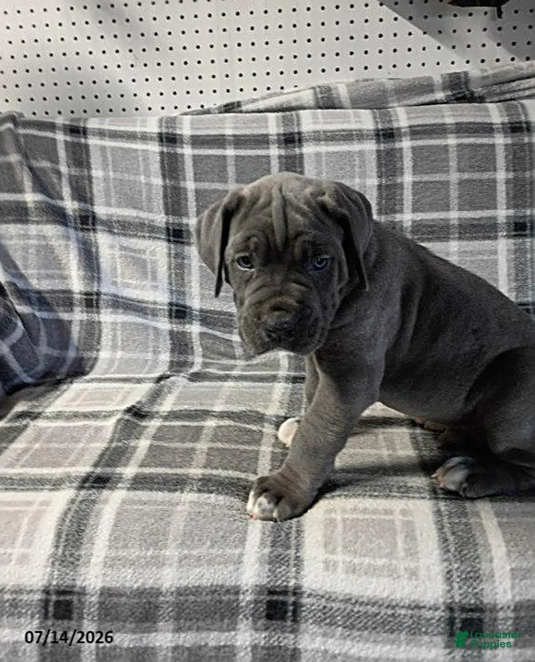 Cane Corso dogs for sale: Baron - Ad 9