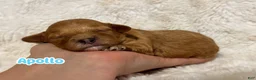 Cavapoo dogs for sale: Apollo - Ad 1