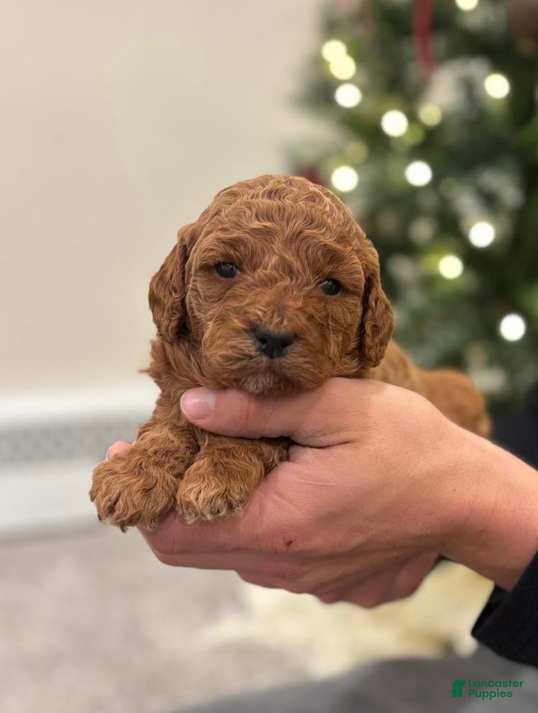 Mini Goldendoodle dogs for sale: Harper - Ad 1