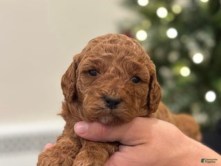 Mini Goldendoodle dogs for sale: Harper - Ad 1