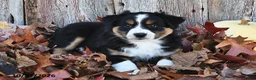 Australian Shepherd dogs for sale: Albert  - Ad 3