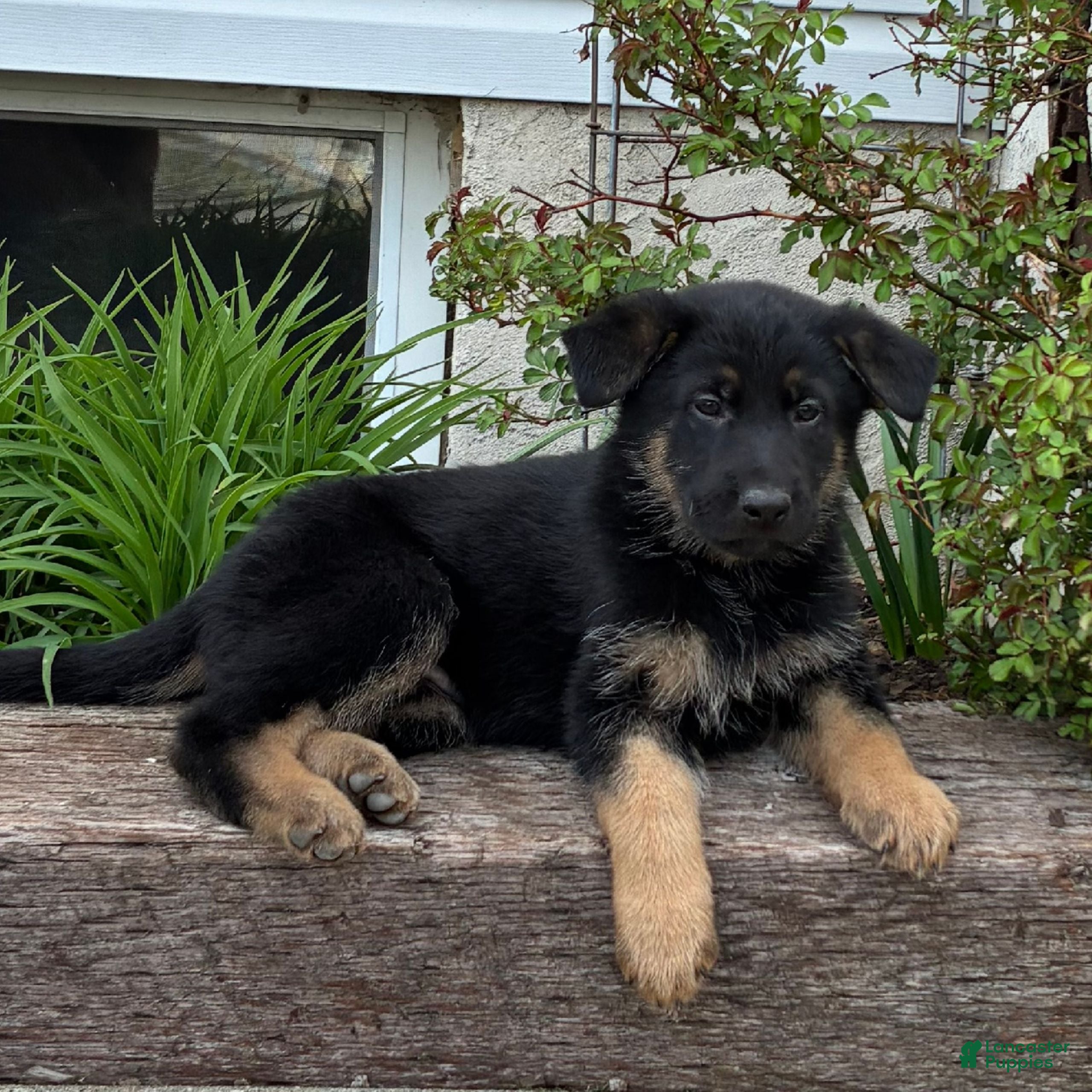 German Shepherd dogs Rusty  - Ad 1