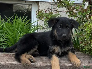German Shepherd dogs for sale: Rusty - Ad 4