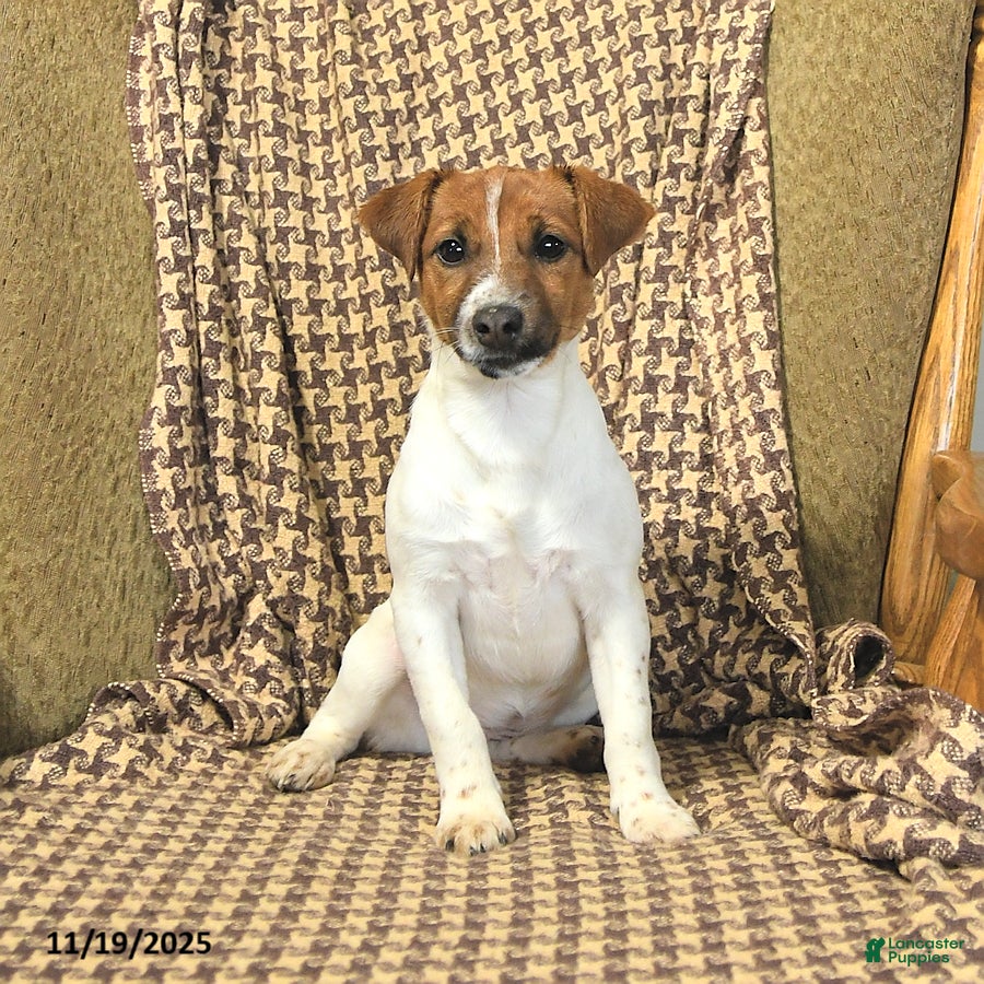 Jack Russell Terrier dogs Sarah - Ad 29