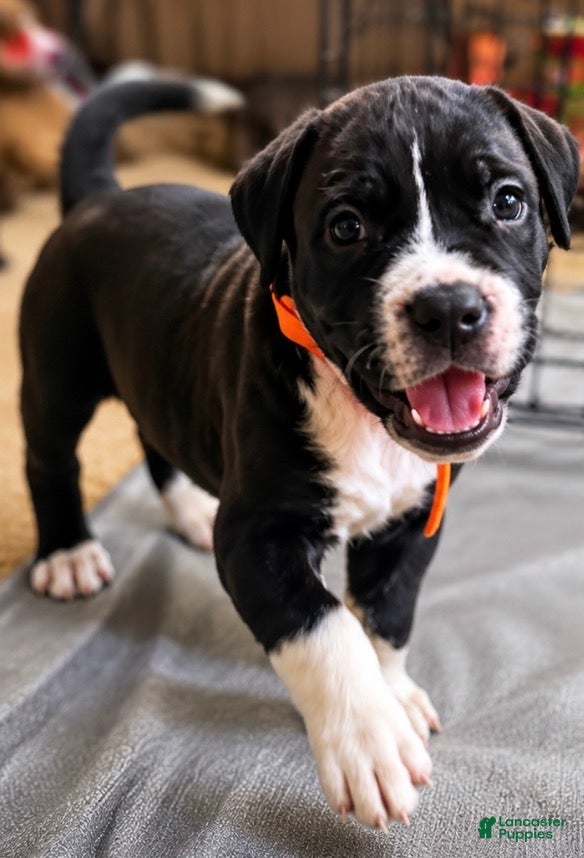 Mixed Breed dogs American Corso Orange collar - Ad 33