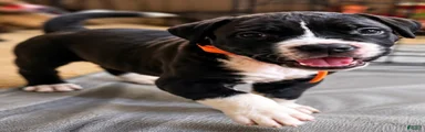 American Corso Orange collar