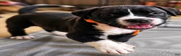 Mixed Breed dogs for sale: American Corso Orange collar - Ad 1