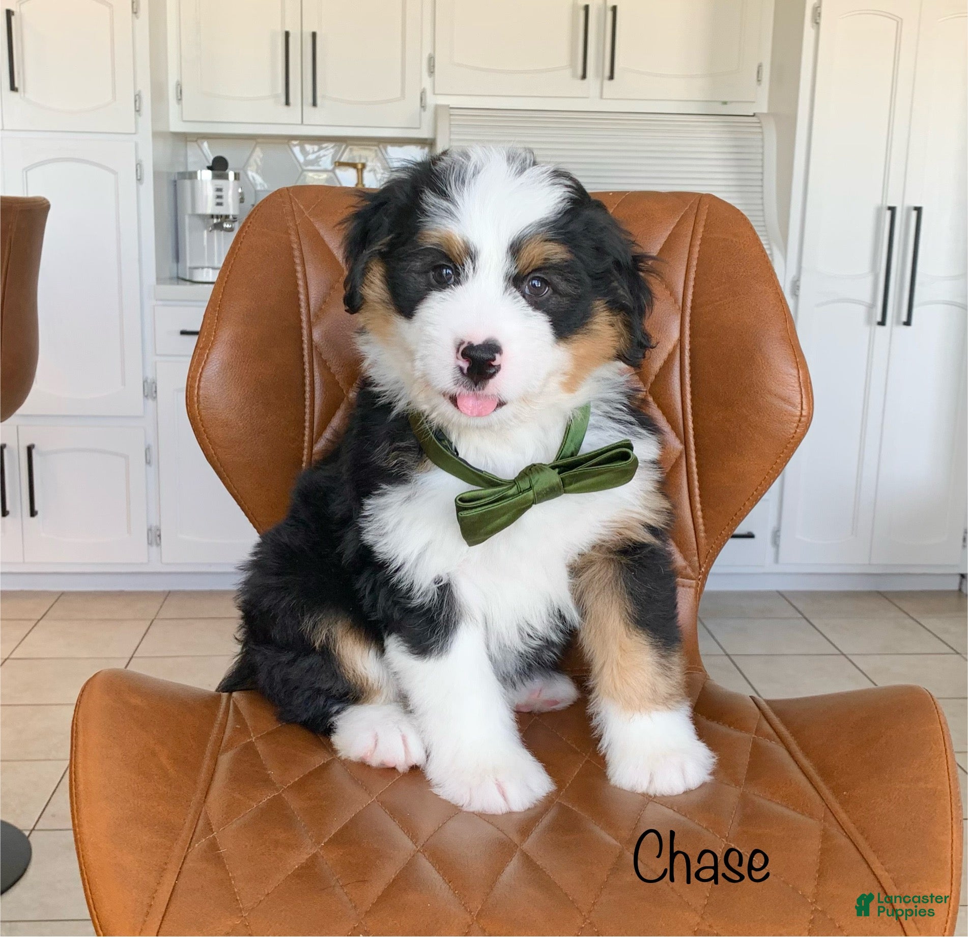 Bernedoodle dogs Chase - Ad 1