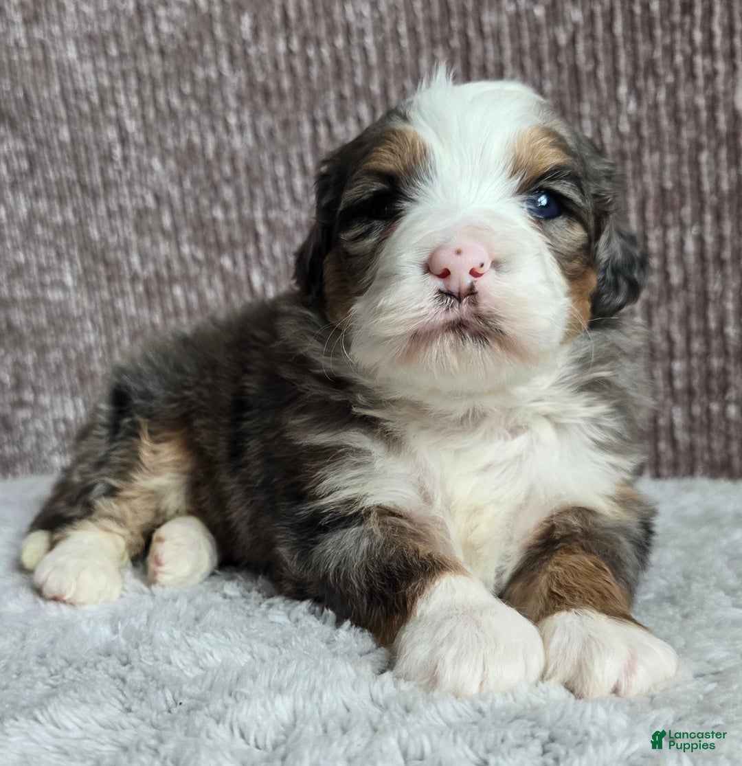 Mini Bernedoodle dogs for sale: Mini Oakley - Ad 4