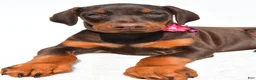 Doberman Pinscher dogs for sale: Heidi - Ad 3