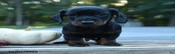 Miniature Dachshund dogs for sale: Wally - Ad 5
