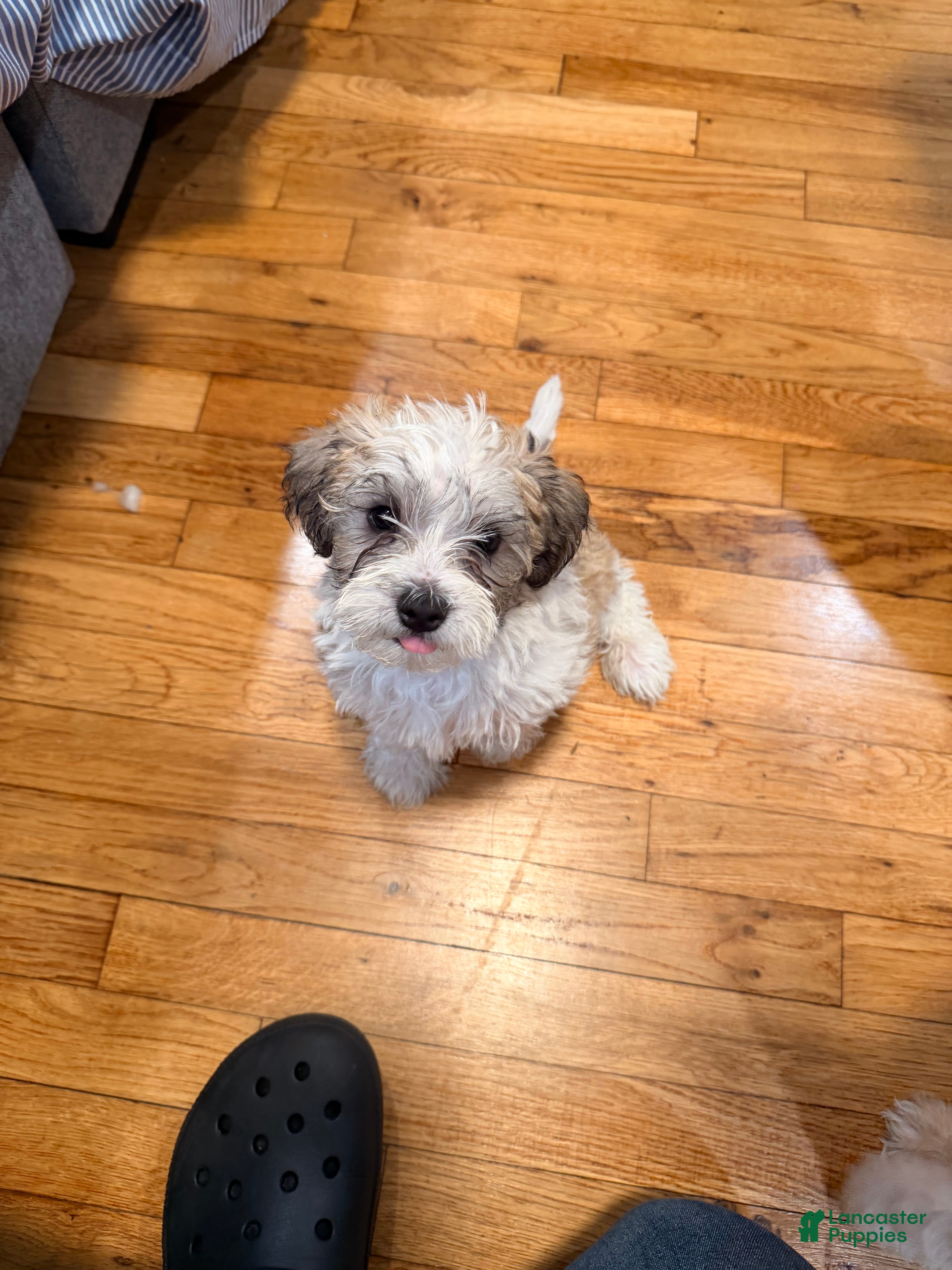 Mixed Breed dogs Stormy - Ad 2