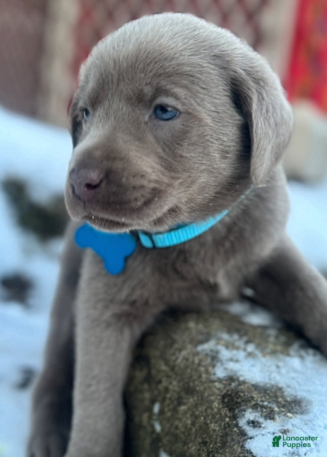 Labrador Retriever dogs for sale: Labrador Retriever Puppy 1 - Ad 17