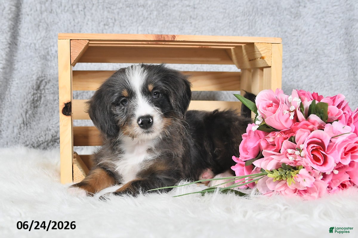 Mini Bernedoodle dogs Sophia - Ad 1