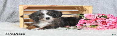 Sophia
