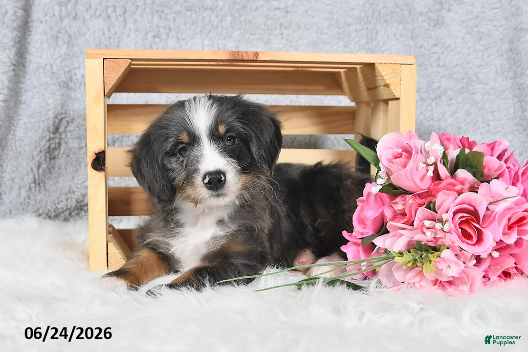 Mini Bernedoodle dogs for sale: Sophia - Ad 1