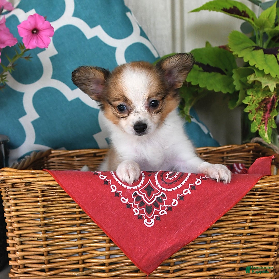 Papillon dogs for sale: Shadow - Ad 12