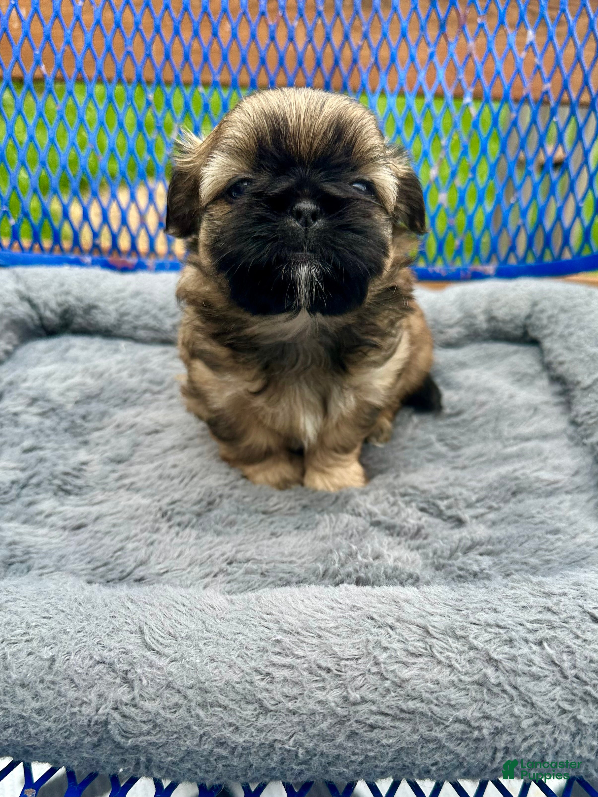 Shih Tzu dogs for sale: Ziggy - Ad 5