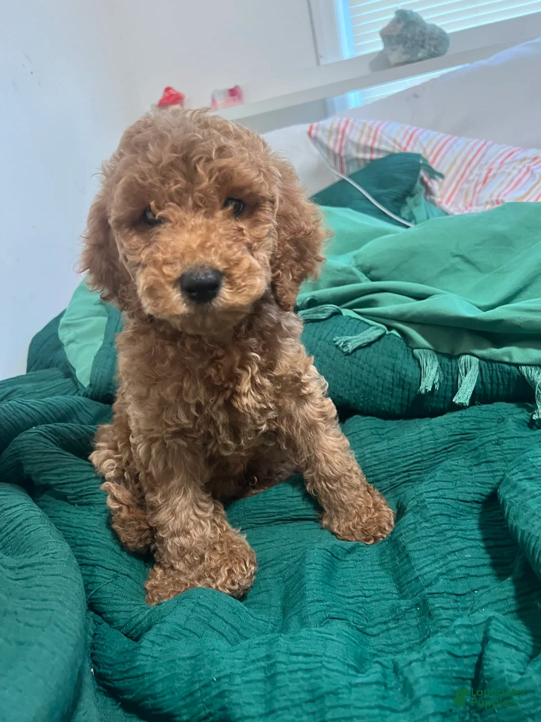 Gallery Image {{count}}