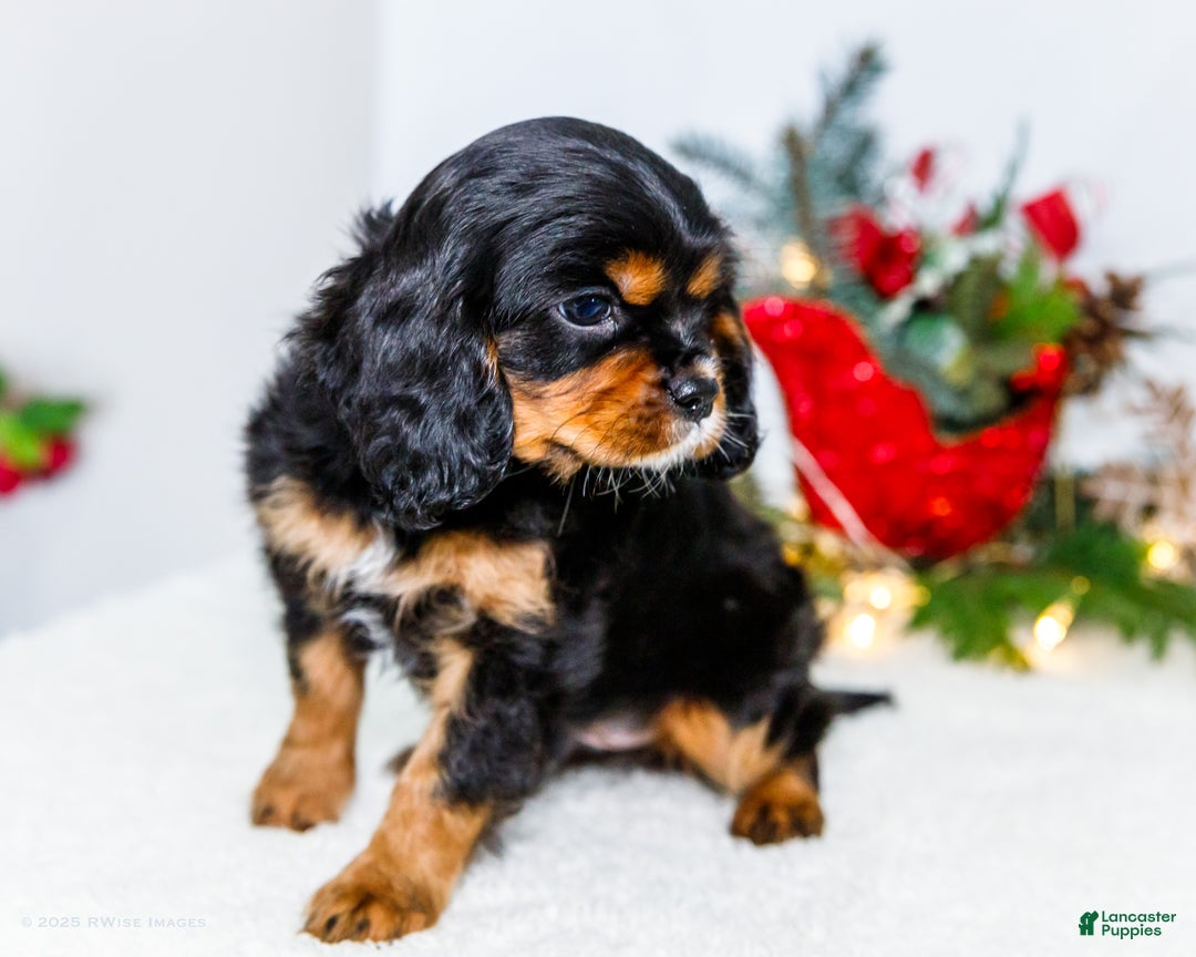 Cavalier King Charles Spaniel dogs for sale: Garland - Ad 3