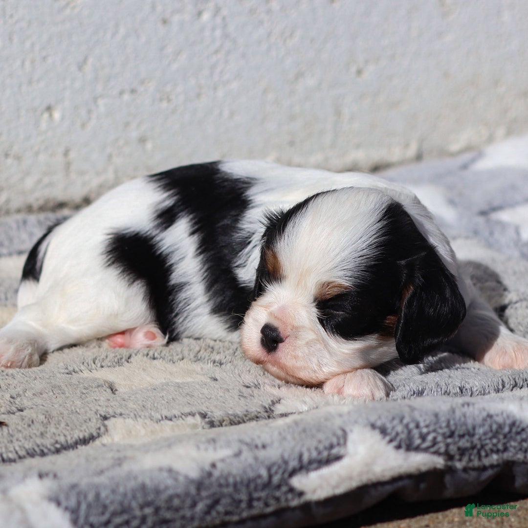 Cavalier King Charles Spaniel dogs for sale: Myles - Ad 7