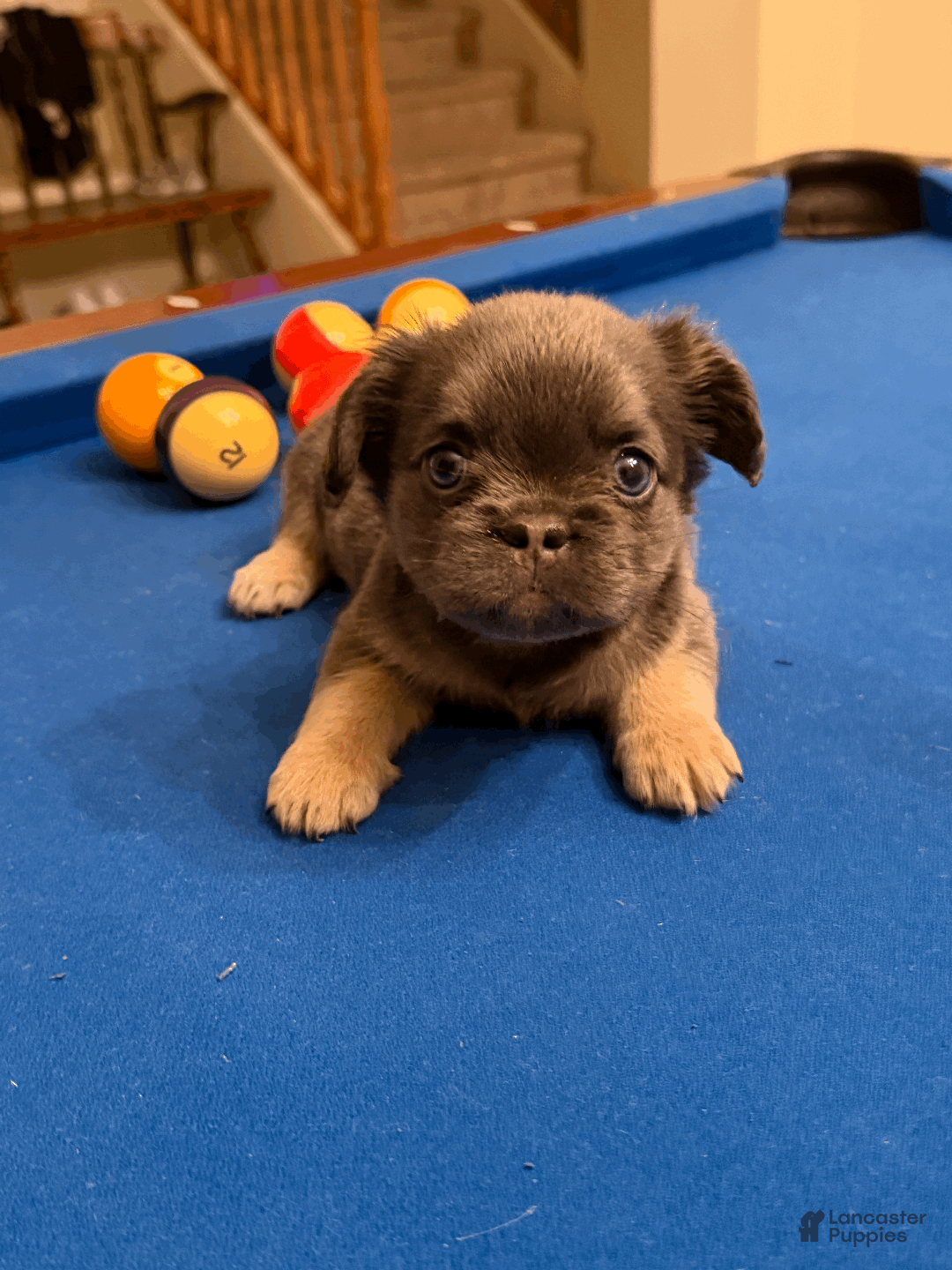 French Bulldog dogs for sale: French Bulldog Puppy 5 - Ad 4
