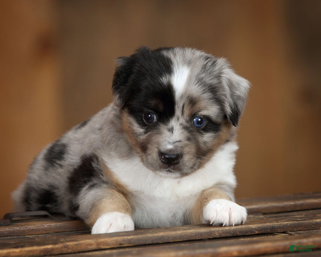 Gallery Image {{count}}