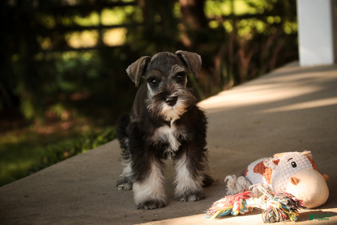 Miniature Schnauzer dogs for sale: Annabelle Miniature Schnauzer  - Ad 2