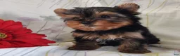 Yorkshire Terrier dogs for sale: Suzie - Ad 1