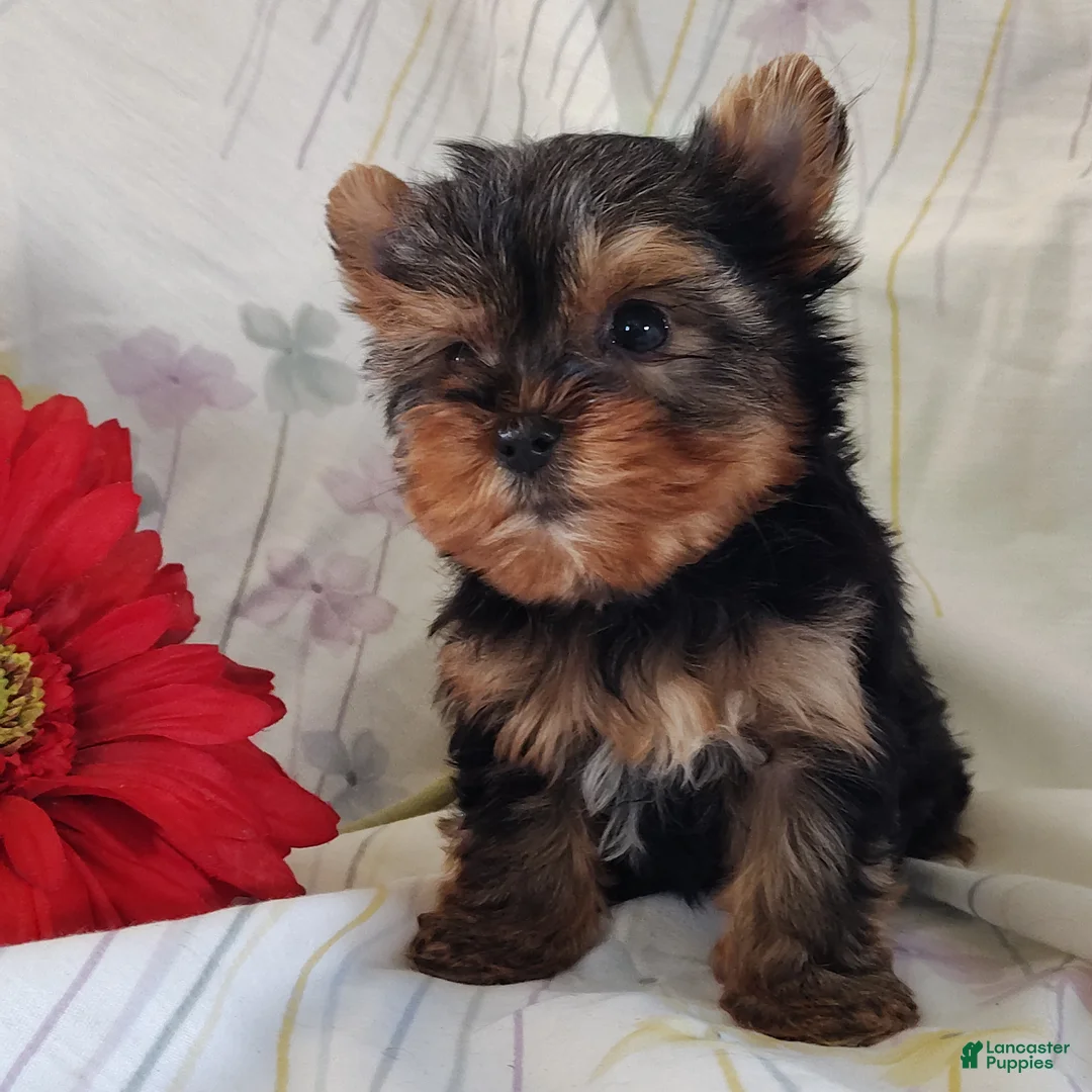 Yorkshire Terrier dogs for sale: Suzie - Ad 1