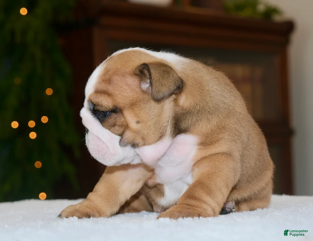 English Bulldog dogs for sale: Leo - Ad 3