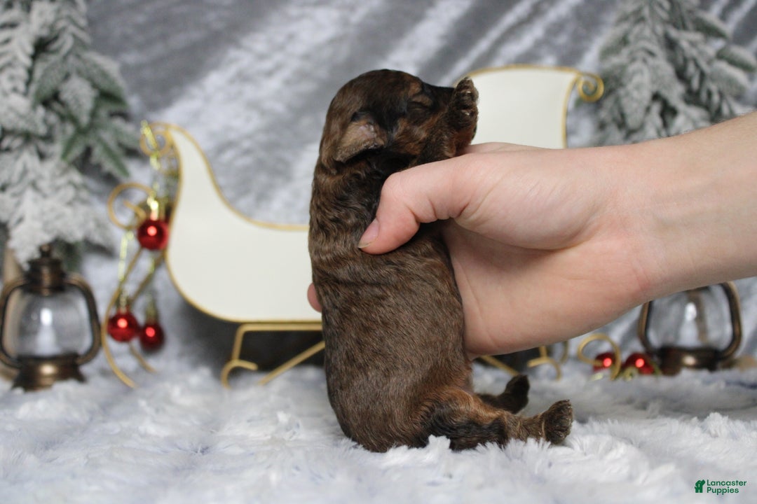 Toy Poodle dogs for sale: Sardonyx - Ad 9