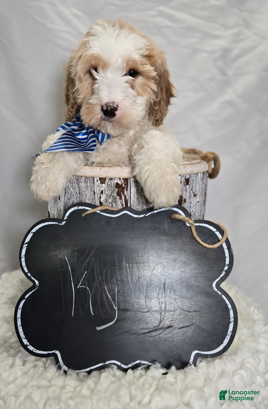 Bernedoodle dogs for sale: Kyle - Ad 1