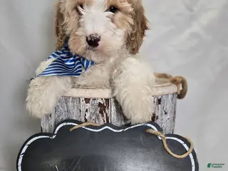 Bernedoodle dogs Kyle - Ad 25