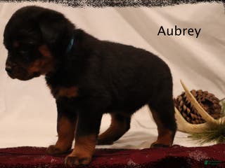 Rottweiler dogs Aubrey - Ad 40