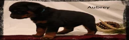 Rottweiler dogs for sale: Aubrey - Ad 1