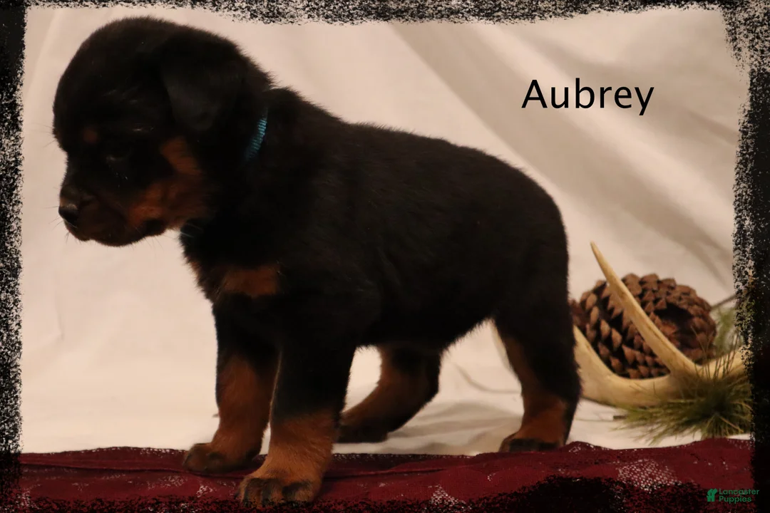 Rottweiler dogs for sale: Aubrey - Ad 1