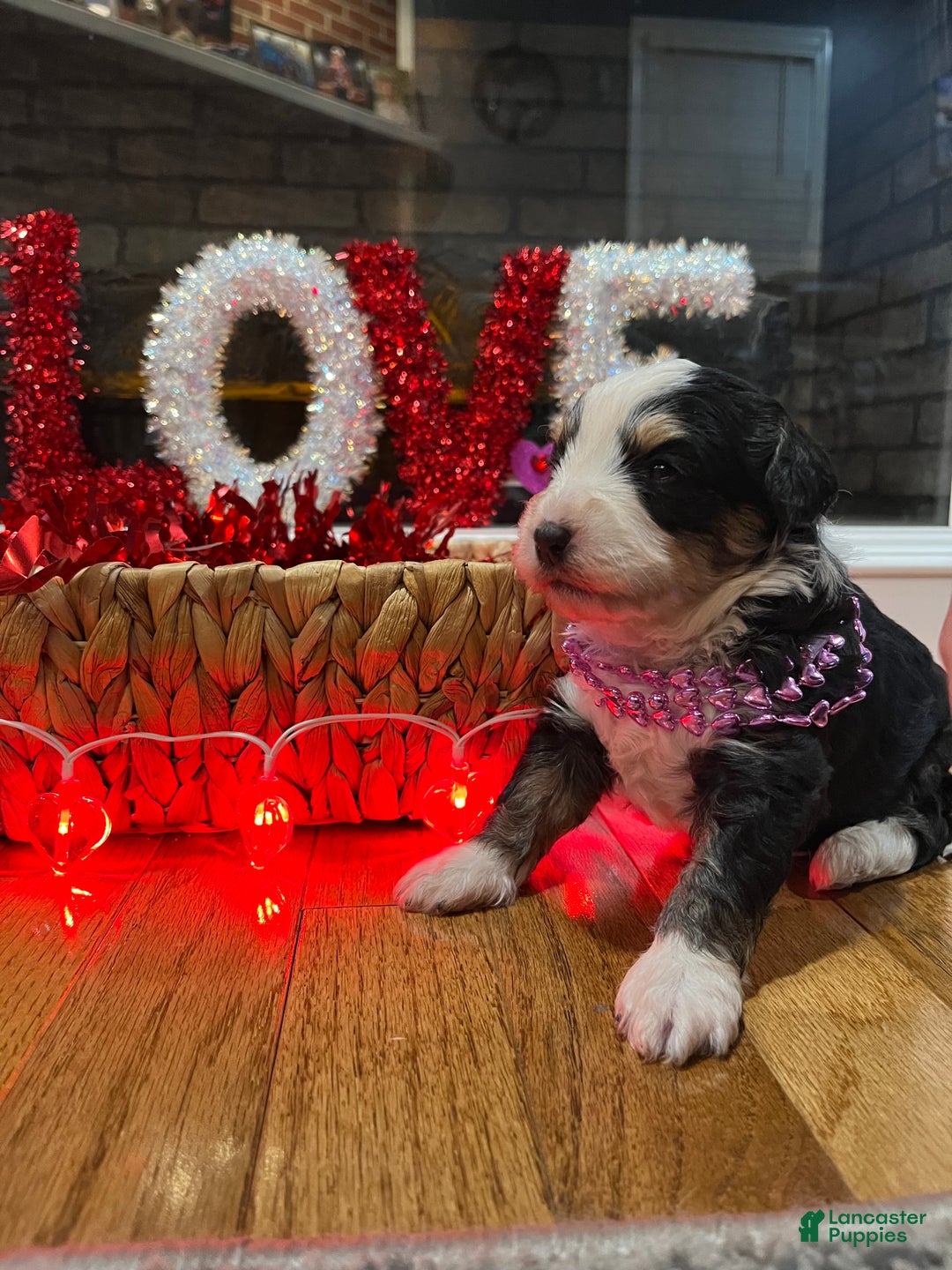 Mini Bernedoodle dogs for sale: Margarita  - Ad 2