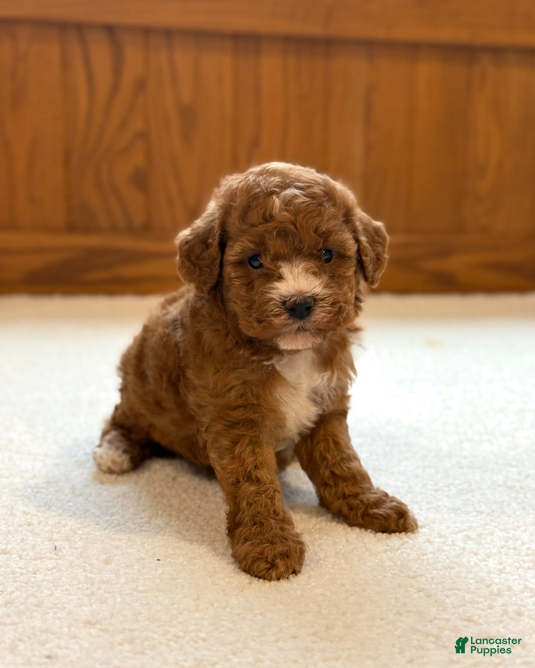 Miniature Poodle dogs for sale: Jasmine  - Ad 4