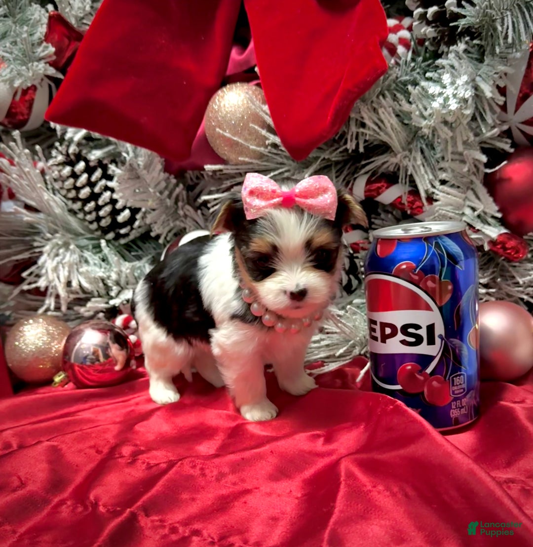 Yorkshire Terrier dogs for sale: Dot - Ad 19