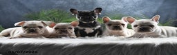 French Bulldog dogs for sale: Archie - Ad 5