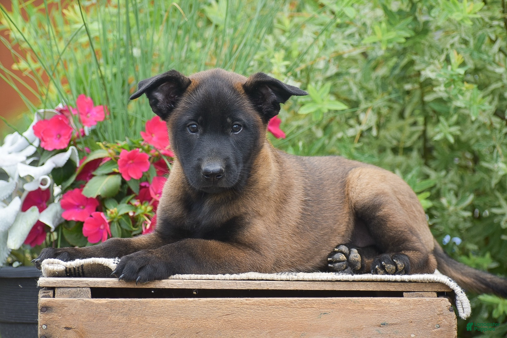Belgian Malinois dogs Molly - Ad 1