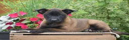Belgian Malinois dogs for sale: Molly - Ad 1