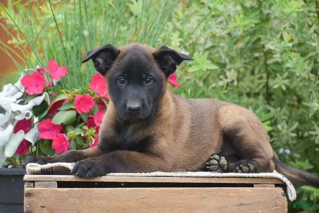 Belgian Malinois dogs for sale: Molly - Ad 1