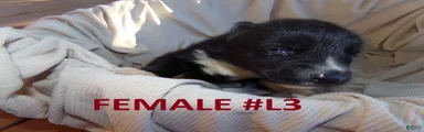 Siberian Husky female #3