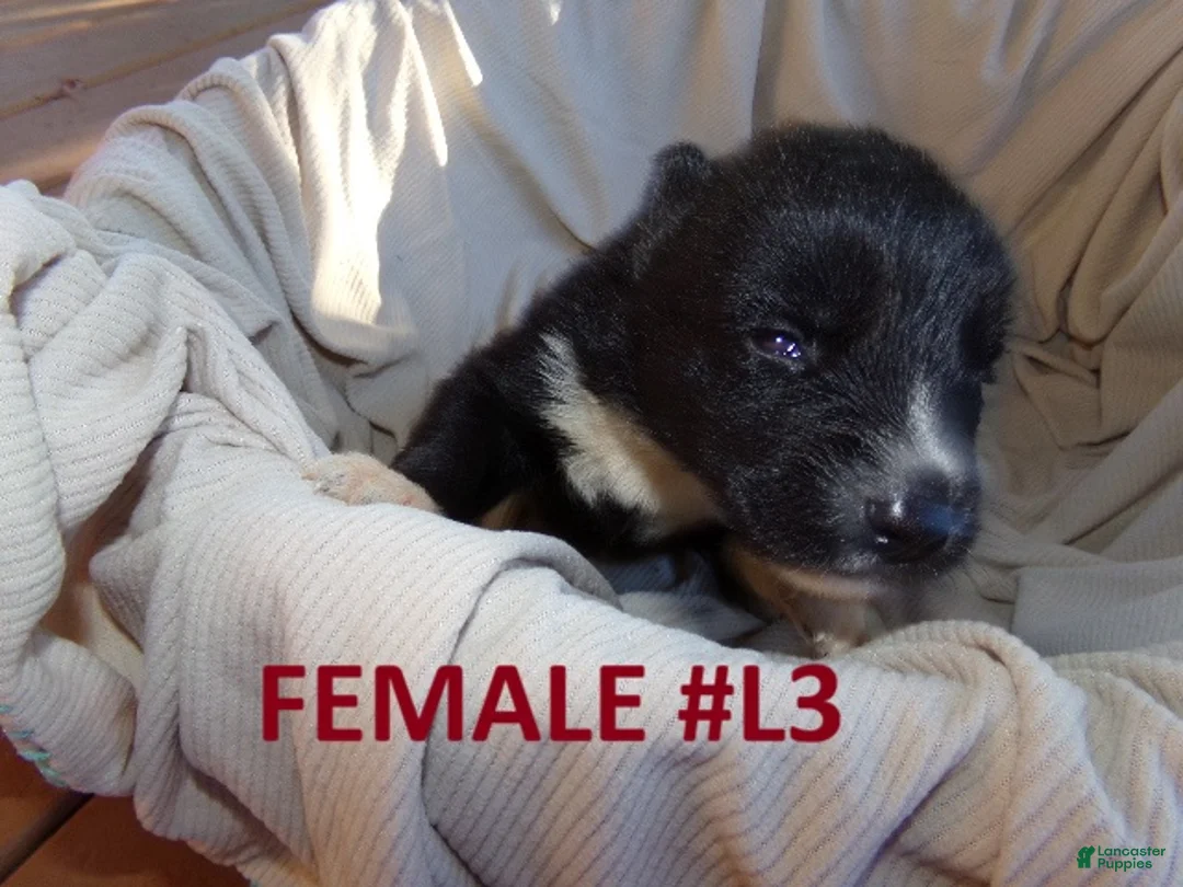 Siberian Husky dogs for sale: Siberian Husky female #3 - Ad 1