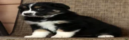 Miniature Australian Shepherd dogs for sale: Rose - Ad 4