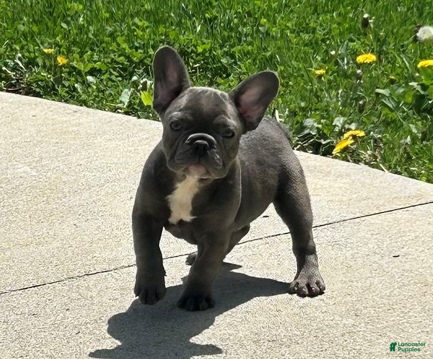 French Bulldog dogs for sale: Comet - Ad 3