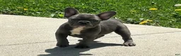 French Bulldog dogs for sale: Comet - Ad 1